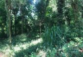 Land for Sale in Pilawala, Kandy