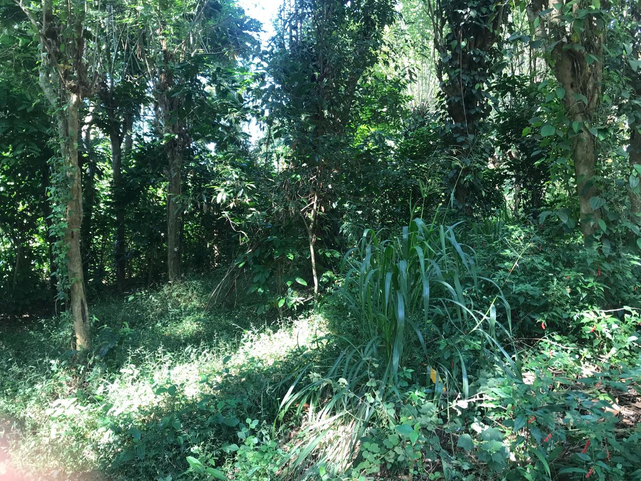 Land for Sale in Pilawala, Kandy