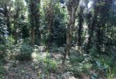 Land for Sale in Pilawala, Kandy