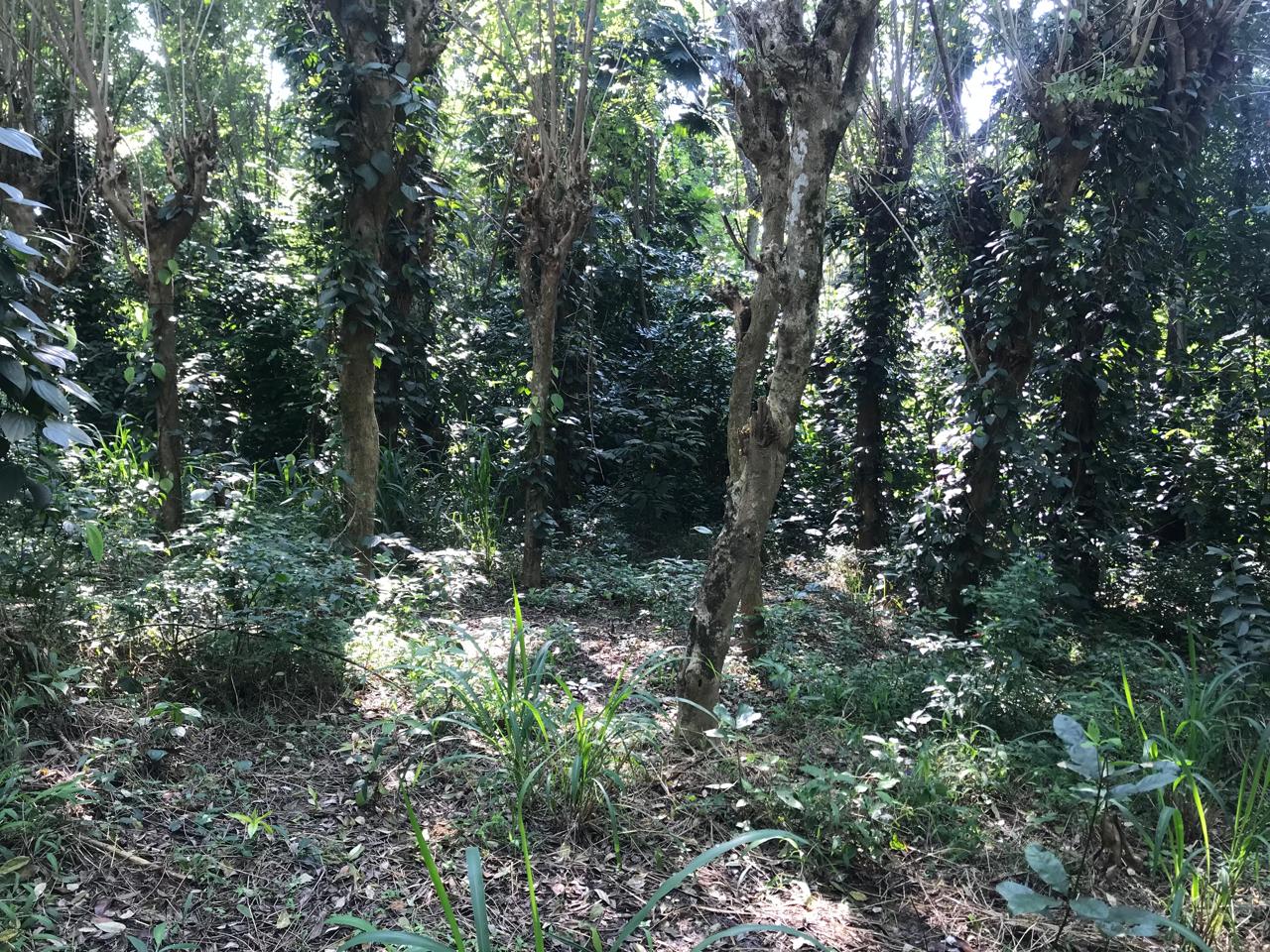 Land for Sale in Pilawala, Kandy