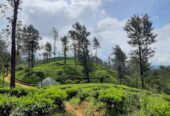 Land Plots For Sale In Hatton