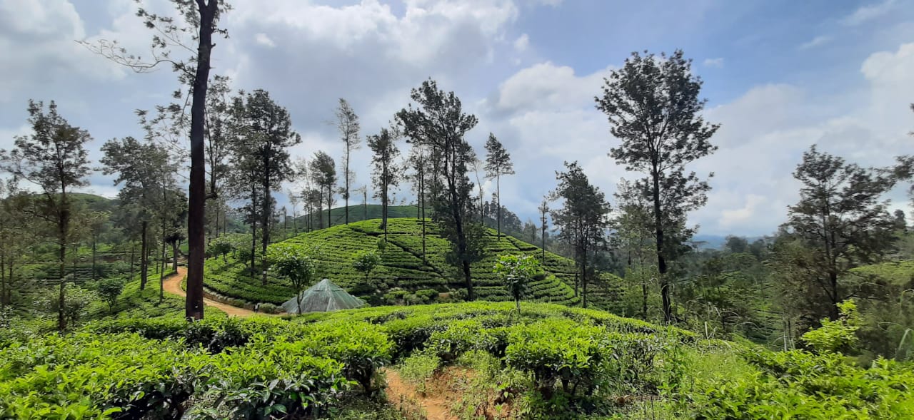 Land Plots For Sale In Hatton