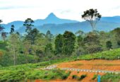 Land Plots For Sale In Hatton