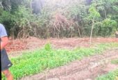 පල්ලෙබැද්ද වලව් වත්ත ඉඩම්