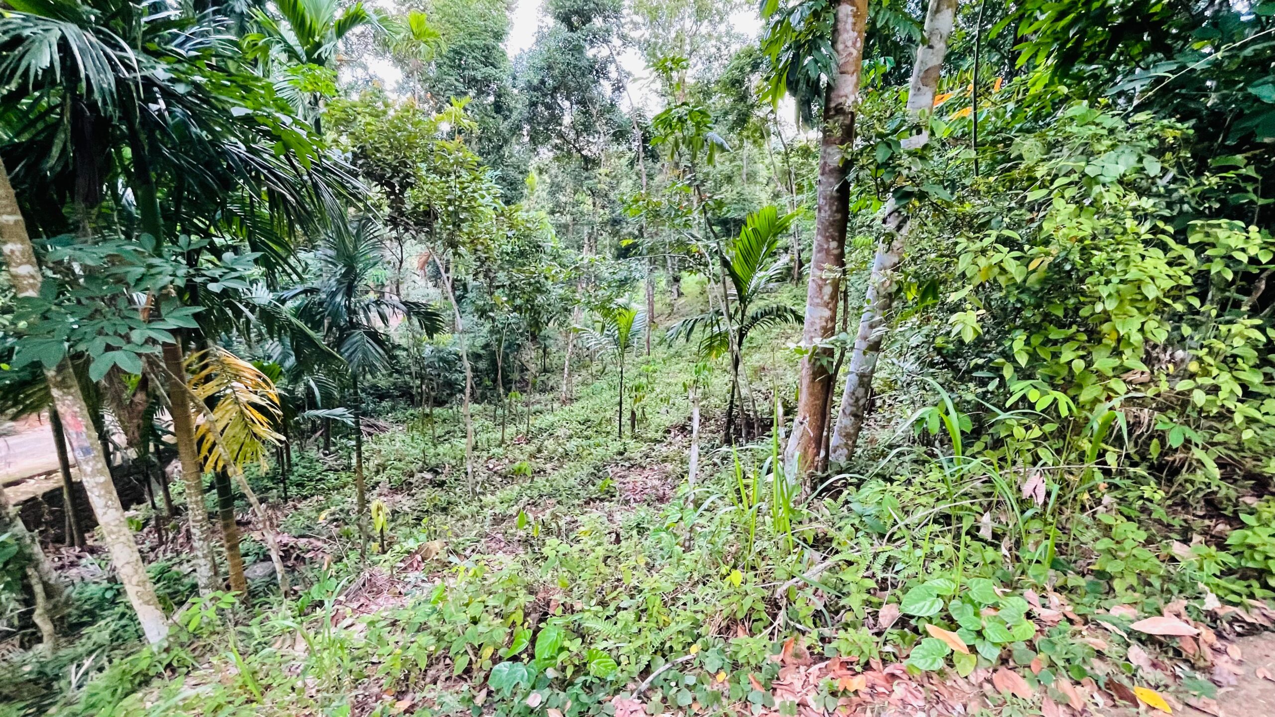 Land for Sale රඹුක්කන