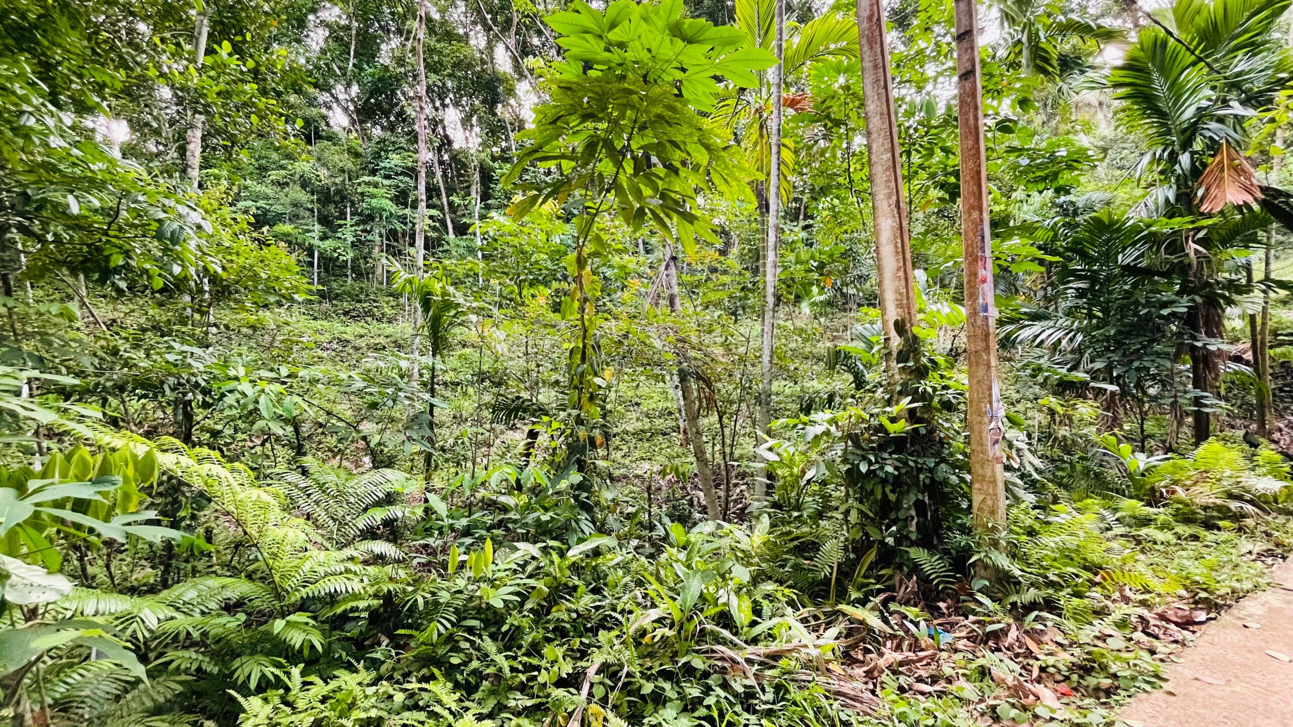 Land for Sale රඹුක්කන