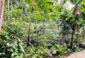 Land for Sale රඹුක්කන