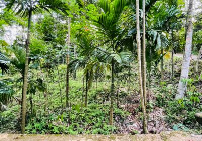 Land for Sale රඹුක්කන