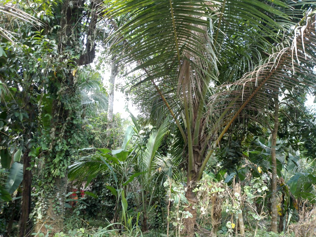 මහපල්ලේගම ව්‍යාපාරික ඉඩමක් විකිණීමට