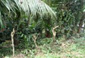 මහපල්ලේගම ව්‍යාපාරික ඉඩමක් විකිණීමට