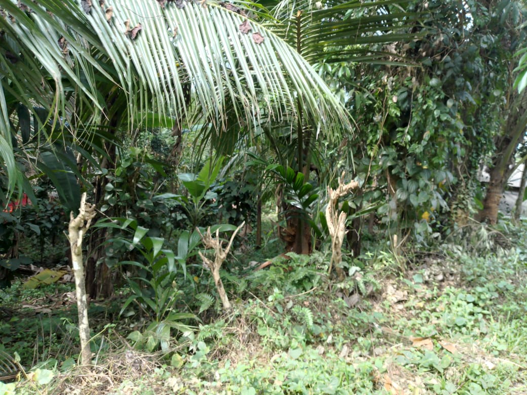 මහපල්ලේගම ව්‍යාපාරික ඉඩමක් විකිණීමට