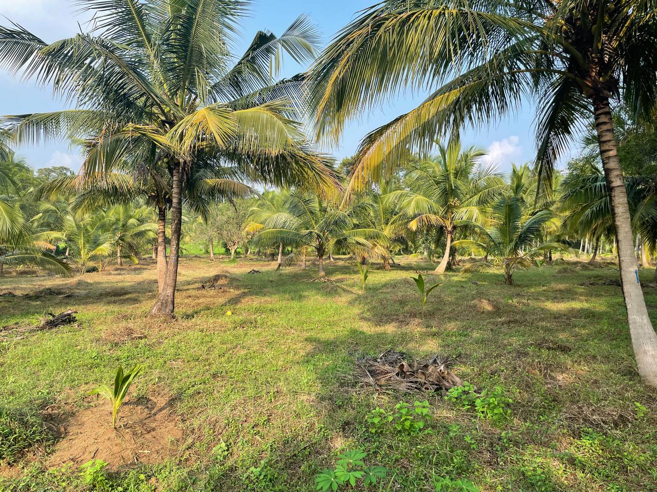 කුරුණෑගල දිස්ත්‍රික්කයේ කෘෂිකාර්මික ඉඩමක් විකිණීමට ඇත. (කුඹුක්ගැටේ)