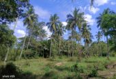 කුරුණෑගල දිස්ත්‍රික්කයේ කෘෂිකාර්මික ඉඩමක් විකිණීමට ඇත. (කුඹුක්ගැටේ)