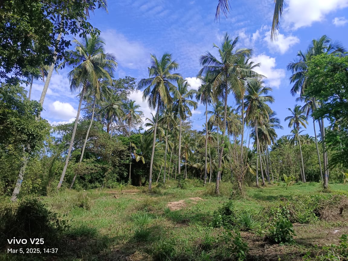 කුරුණෑගල දිස්ත්‍රික්කයේ කෘෂිකාර්මික ඉඩමක් විකිණීමට ඇත. (කුඹුක්ගැටේ)