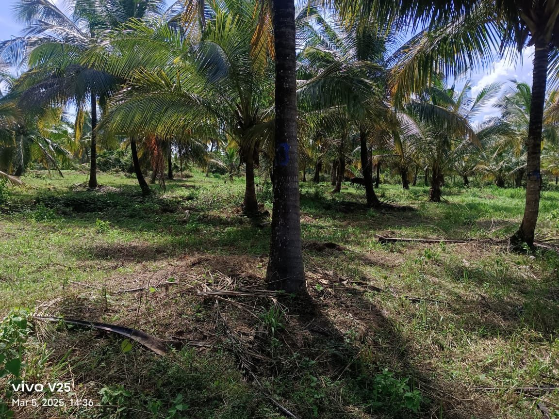 කුරුණෑගල දිස්ත්‍රික්කයේ කෘෂිකාර්මික ඉඩමක් විකිණීමට ඇත. (කුඹුක්ගැටේ)