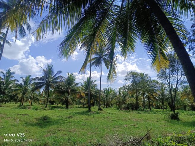 කුරුණෑගල දිස්ත්‍රික්කයේ කෘෂිකාර්මික ඉඩමක් විකිණීමට ඇත. (කුඹුක්ගැටේ)