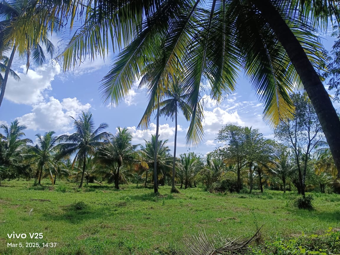 කුරුණෑගල දිස්ත්‍රික්කයේ කෘෂිකාර්මික ඉඩමක් විකිණීමට ඇත. (කුඹුක්ගැටේ)