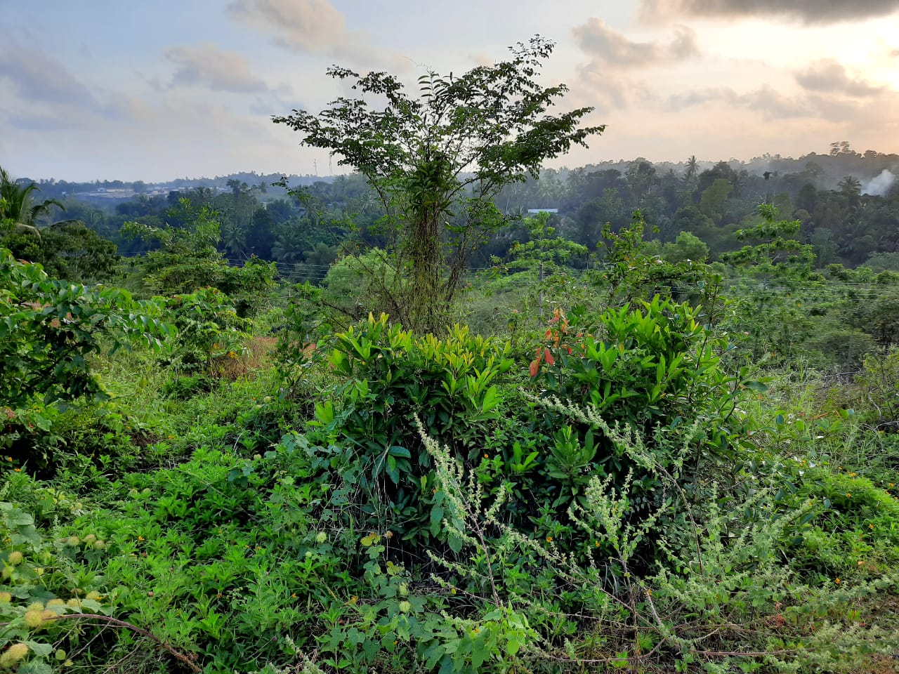 Land for Sale in Kalutara