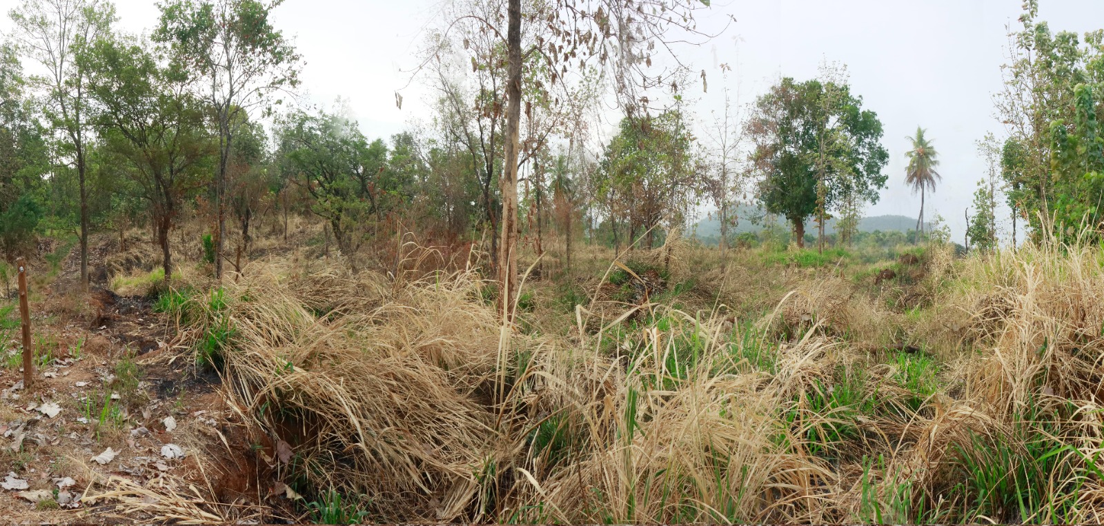 Land for Sale in Mahiyanganaya