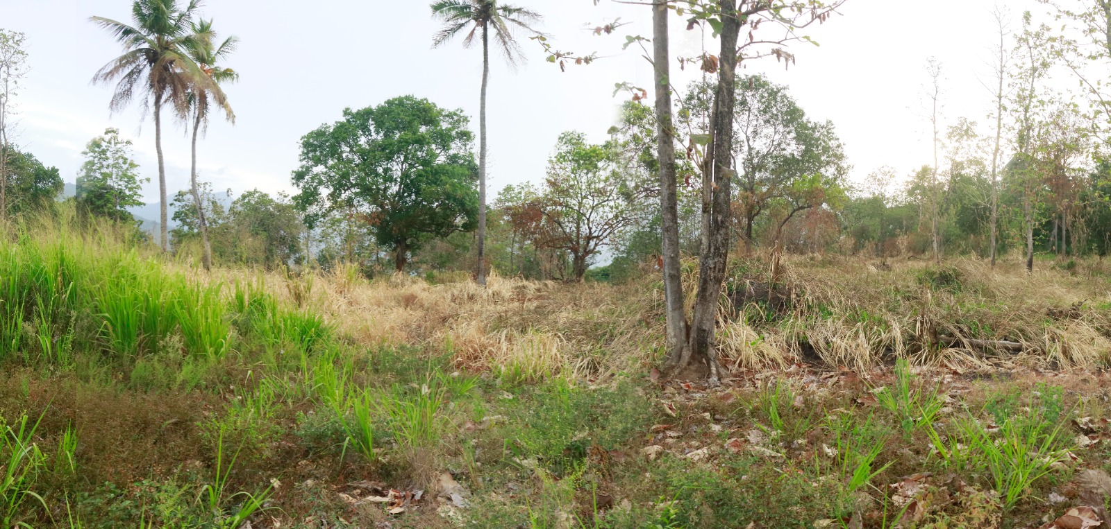 Land for Sale in Mahiyanganaya