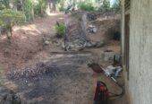 House For Sale in Padukka