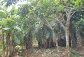 Valuable House with Land for Salre in Papiliwela