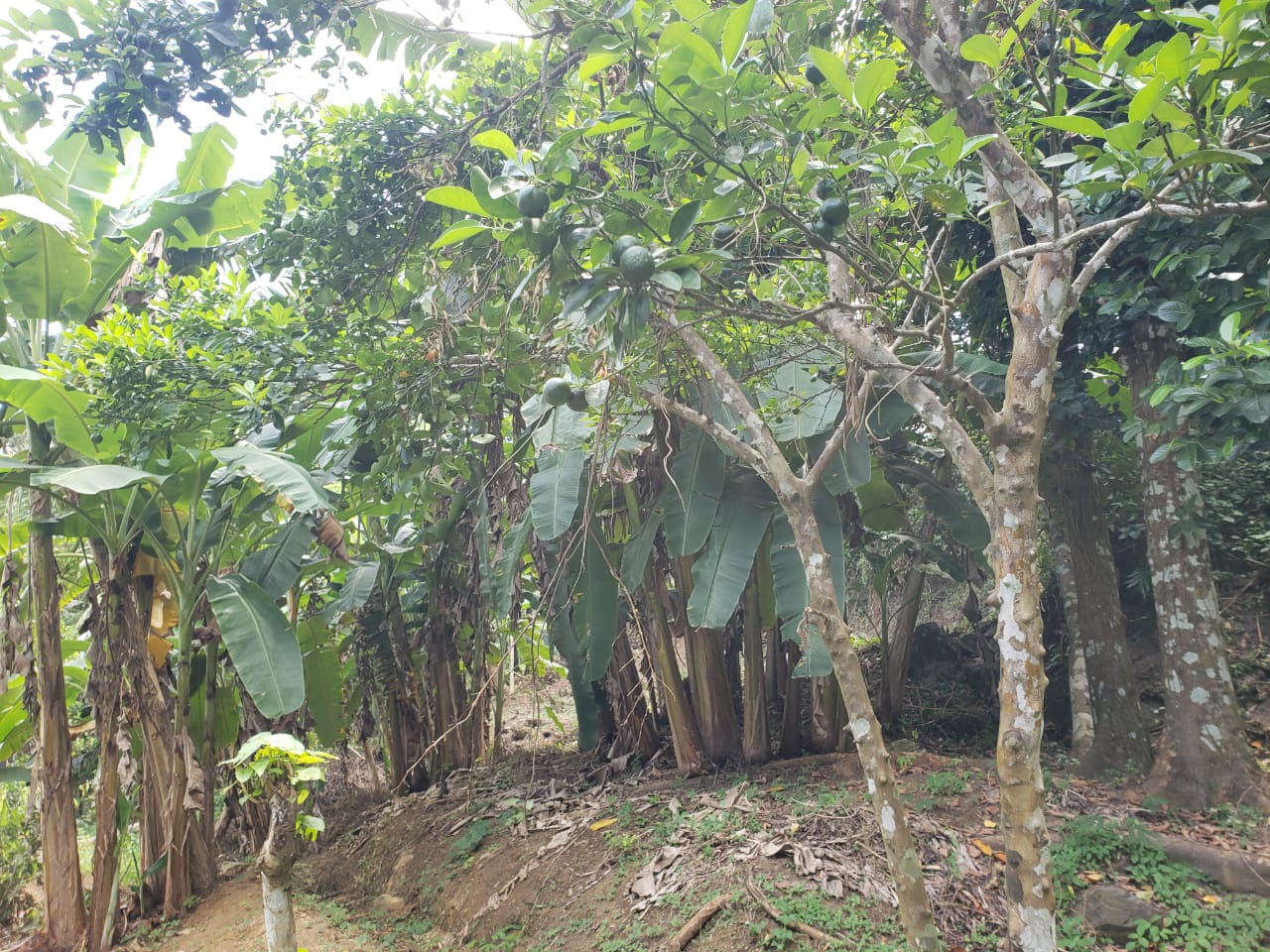 Valuable House with Land for Salre in Papiliwela