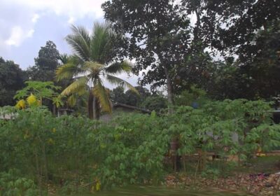 Land For Sale In Kiriwattuduwa