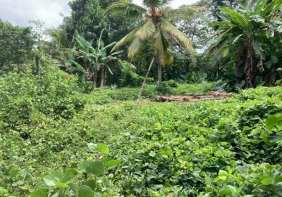 Land for Sale Horana