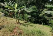 Commercial Land for Sale in Pinnawala