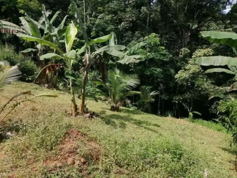 Commercial Land for Sale in Pinnawala