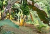 Commercial Land for Sale in Pinnawala