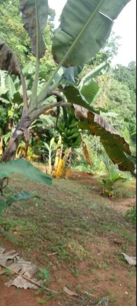 Commercial Land for Sale in Pinnawala