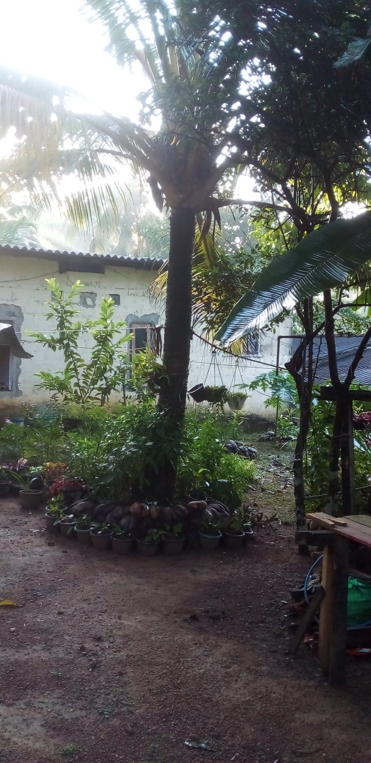 Land for Sale in Weliveriya Henagama