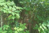 Valuable Land for Sale in Gonapola