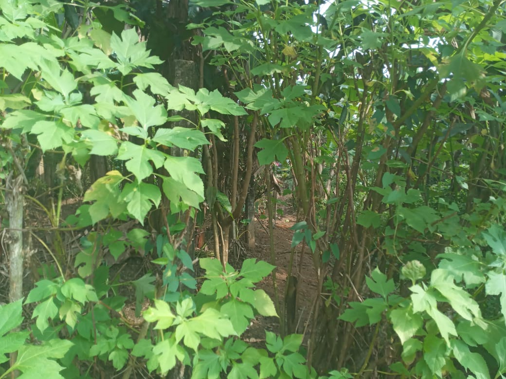 Valuable Land for Sale in Gonapola