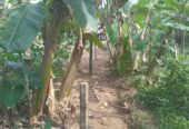 Valuable Land for Sale in Gonapola