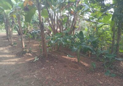 Valuable Land for Sale in Gonapola