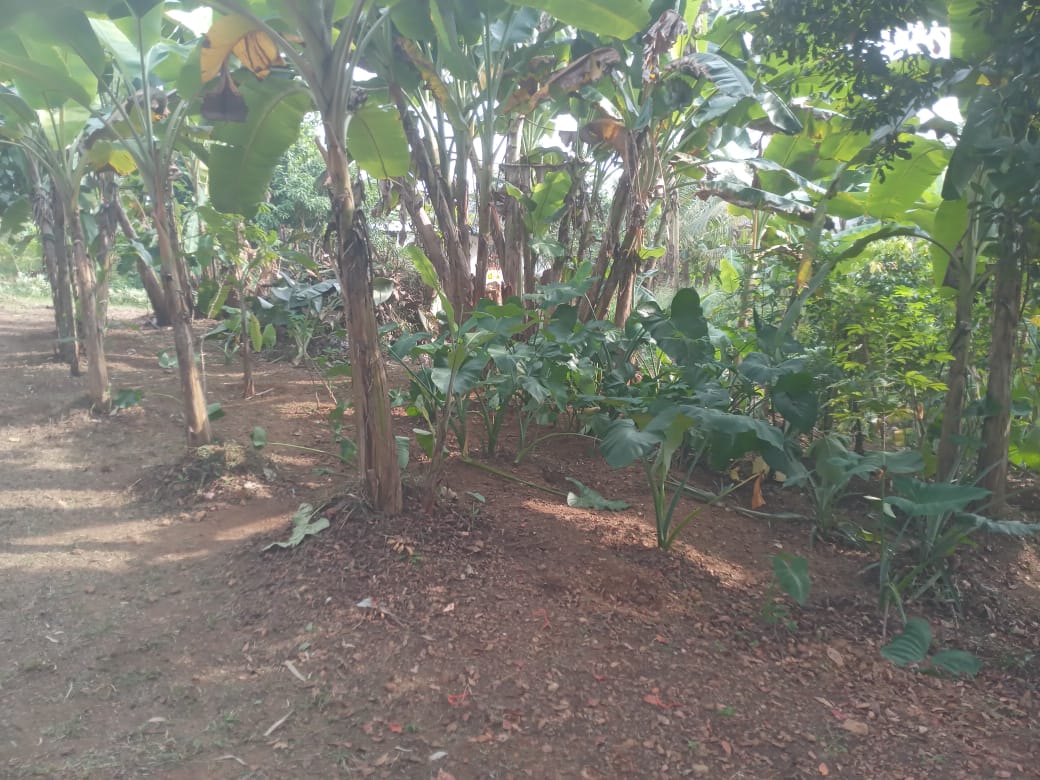 Valuable Land for Sale in Gonapola