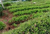Residential Land for Sale in Nuwara Eliya
