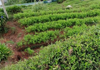 Residential Land for Sale in Nuwara Eliya