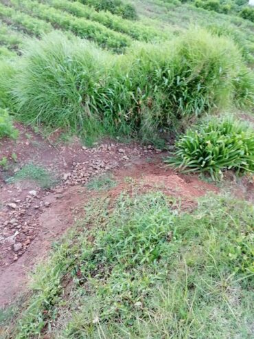 Residential Land for Sale in Nuwara Eliya