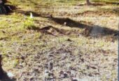 Land For Sale In Mathugama