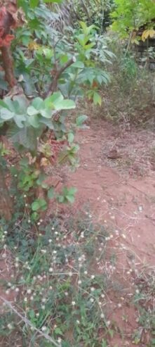 Land Sale Padukka