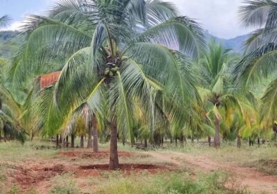 Residential Land for Sale Padukka