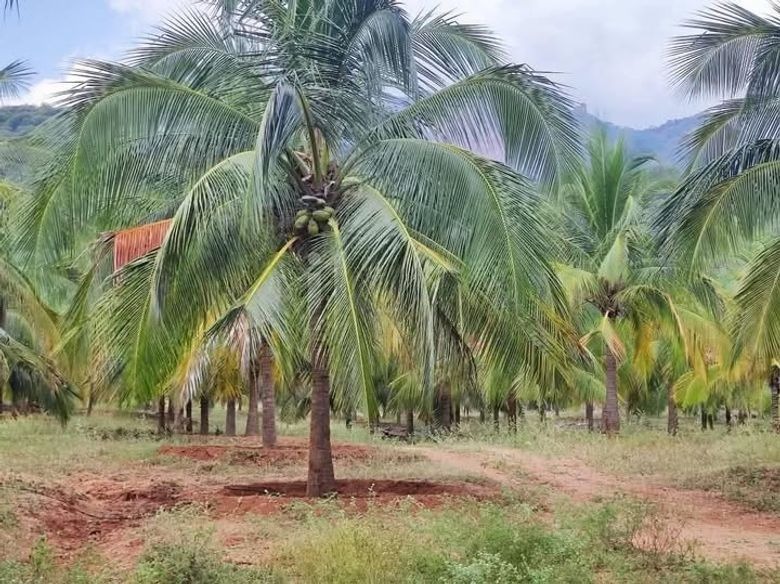 Residential Land for Sale Padukka