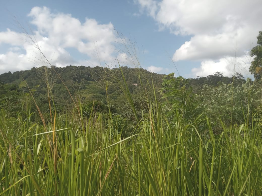 නුවර නගරයට ආසන්නයෙන් ඉඩමක් විකිනීමට යටිහලගල