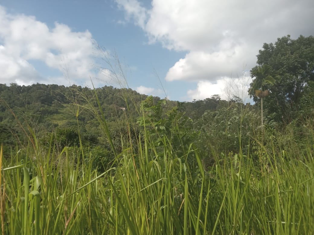 නුවර නගරයට ආසන්නයෙන් ඉඩමක් විකිනීමට යටිහලගල