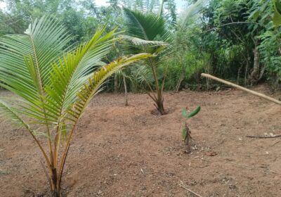 Land for sale in Godagama ,Homagama.