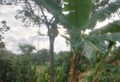 Land for sale in Godagama ,Homagama.